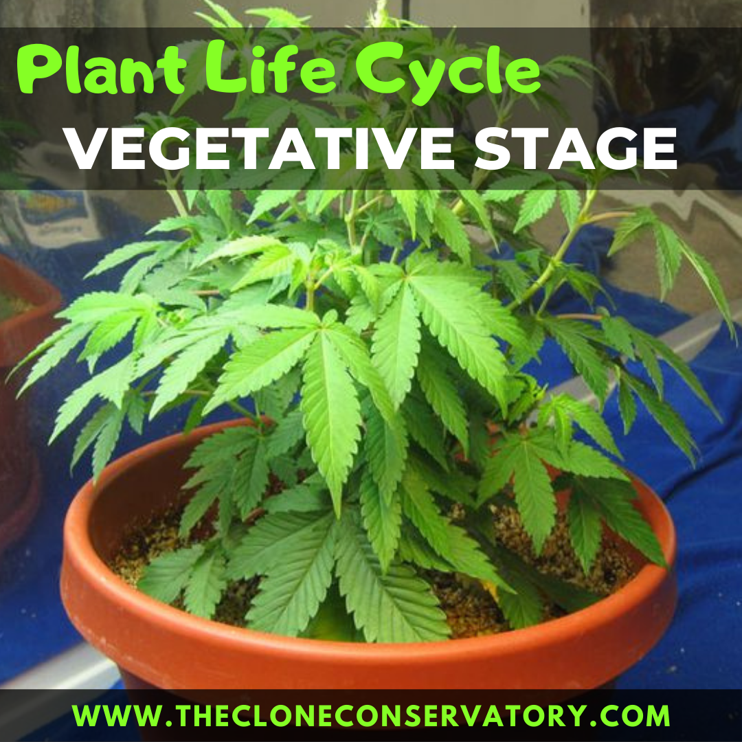 How to Grow Cannabis Plants Indoors - The Clone Conservatory