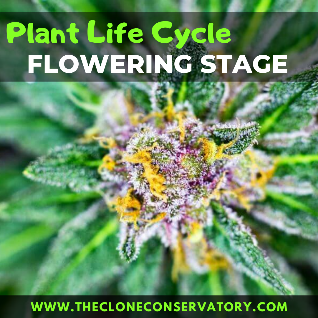 How to Grow Cannabis Plants Indoors - The Clone Conservatory