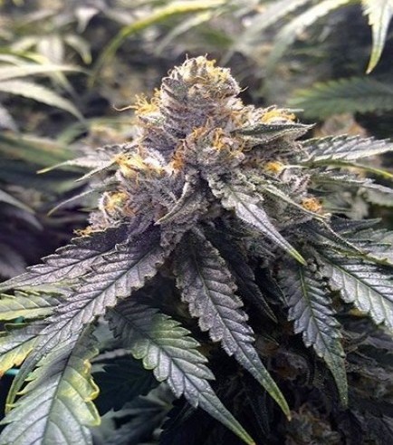 Bubba’s Gift FEMINIZED INDICA seeds