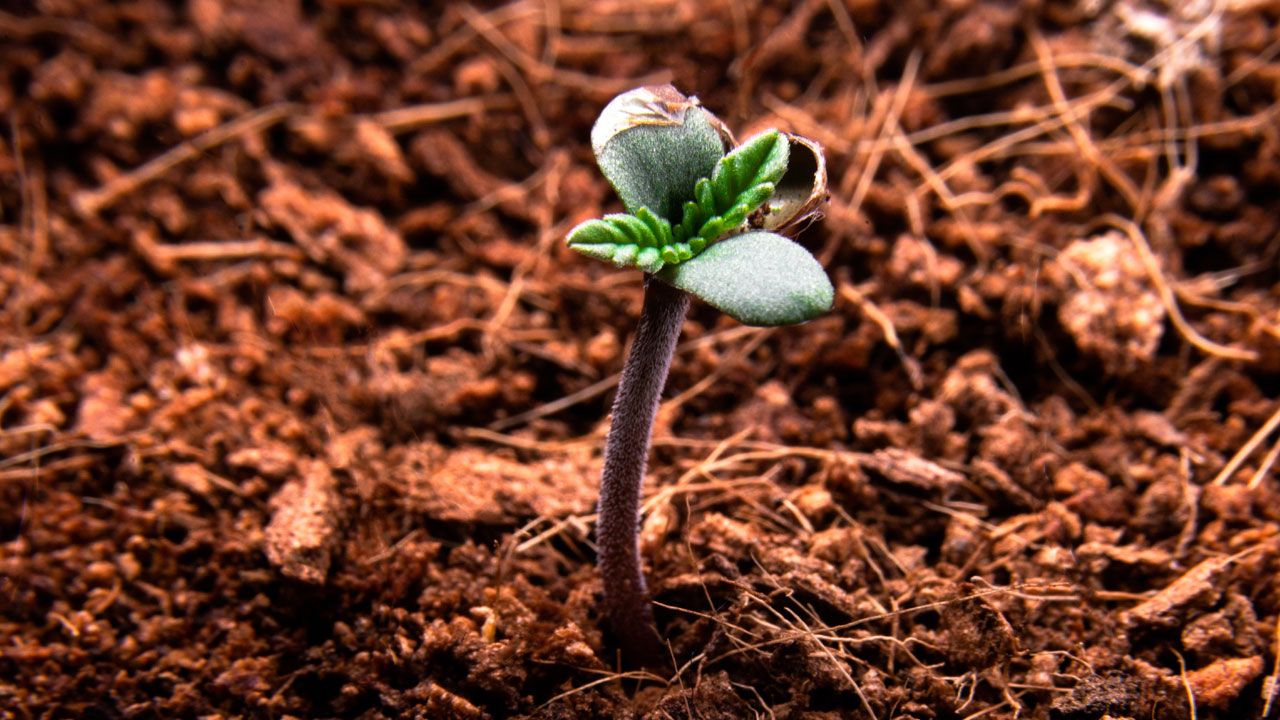 cannabis soil