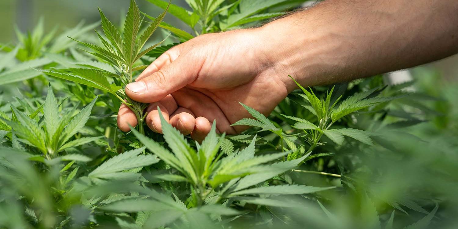 cannabis seeds