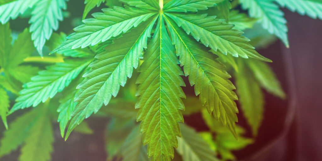 Marijuana