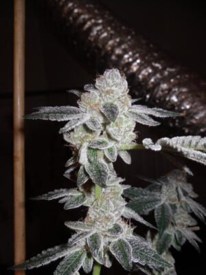 Cookies (Thin Mint) INDICA seeds