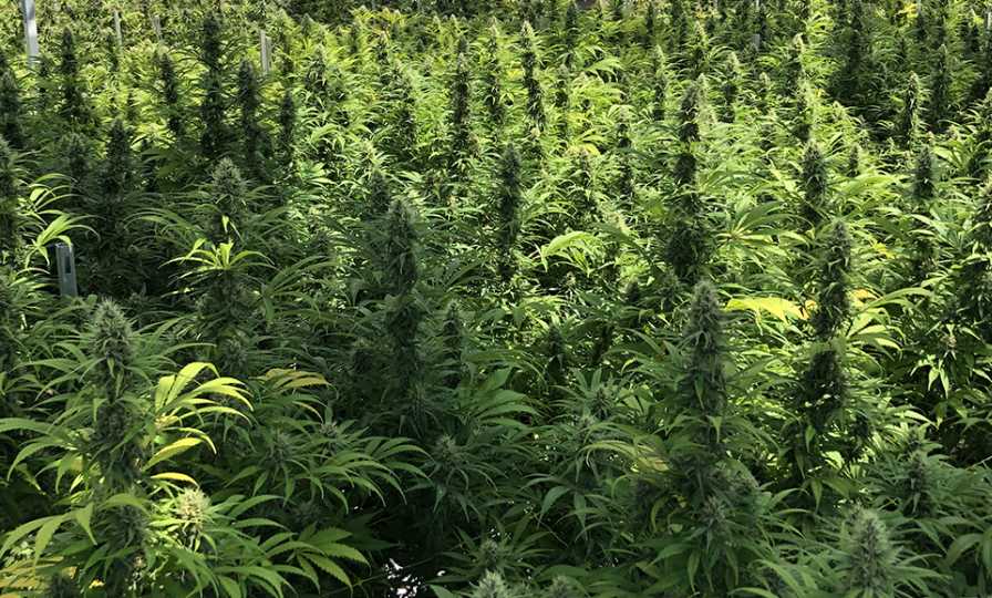 Different Types Of Growing Cannabis