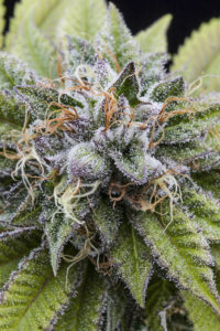 Bubba kush FEMINIZED INDICA seeds