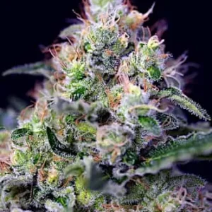 Cream OG