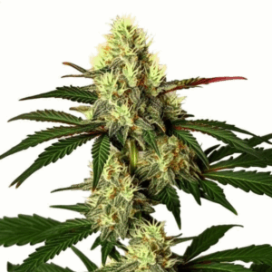 Diesel OG