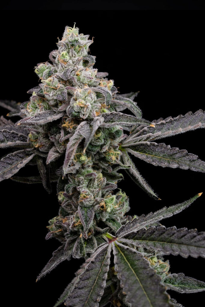 Garlic Breath