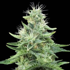 Gorilla Candy