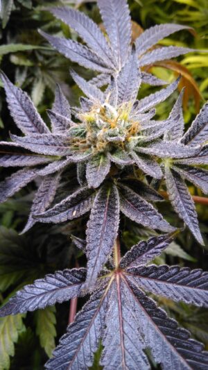 Face on Fire INDICA seeds