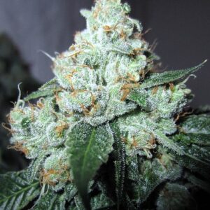 King Louis OG