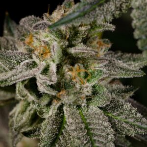 Mandarin Cookies
