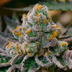 Mint Cookie Dough