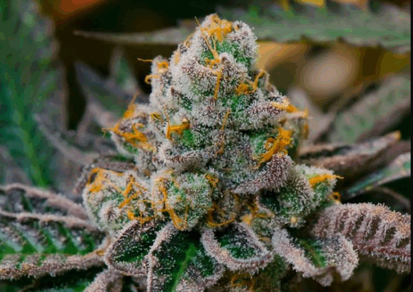 Mint Cookie Dough
