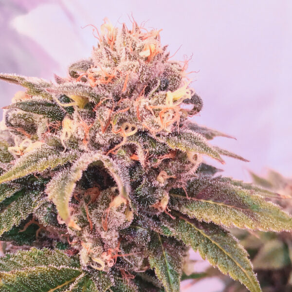 Mother's Milk