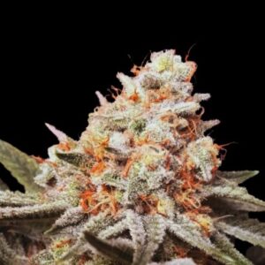 Orange Mints Orange Mints