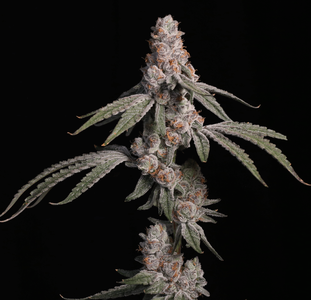 Platinum kush breath