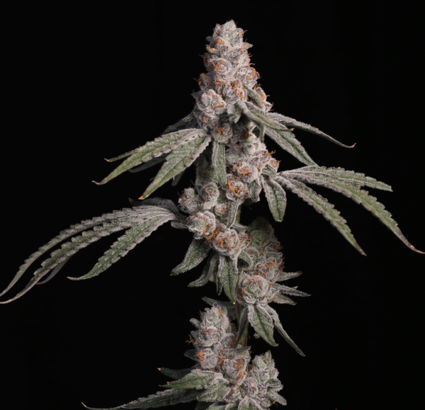 Platinum kush breath