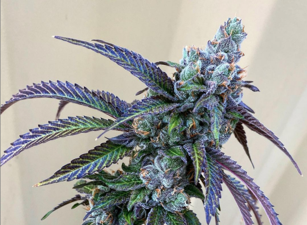 Rainbow Chip