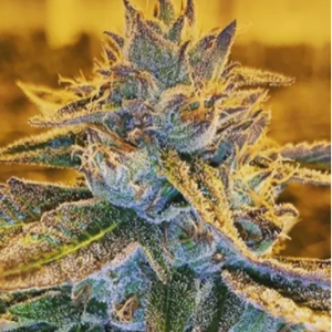 Raunchy Runtz Raunchy Runtz