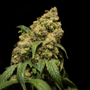 Sour Chem Dubb