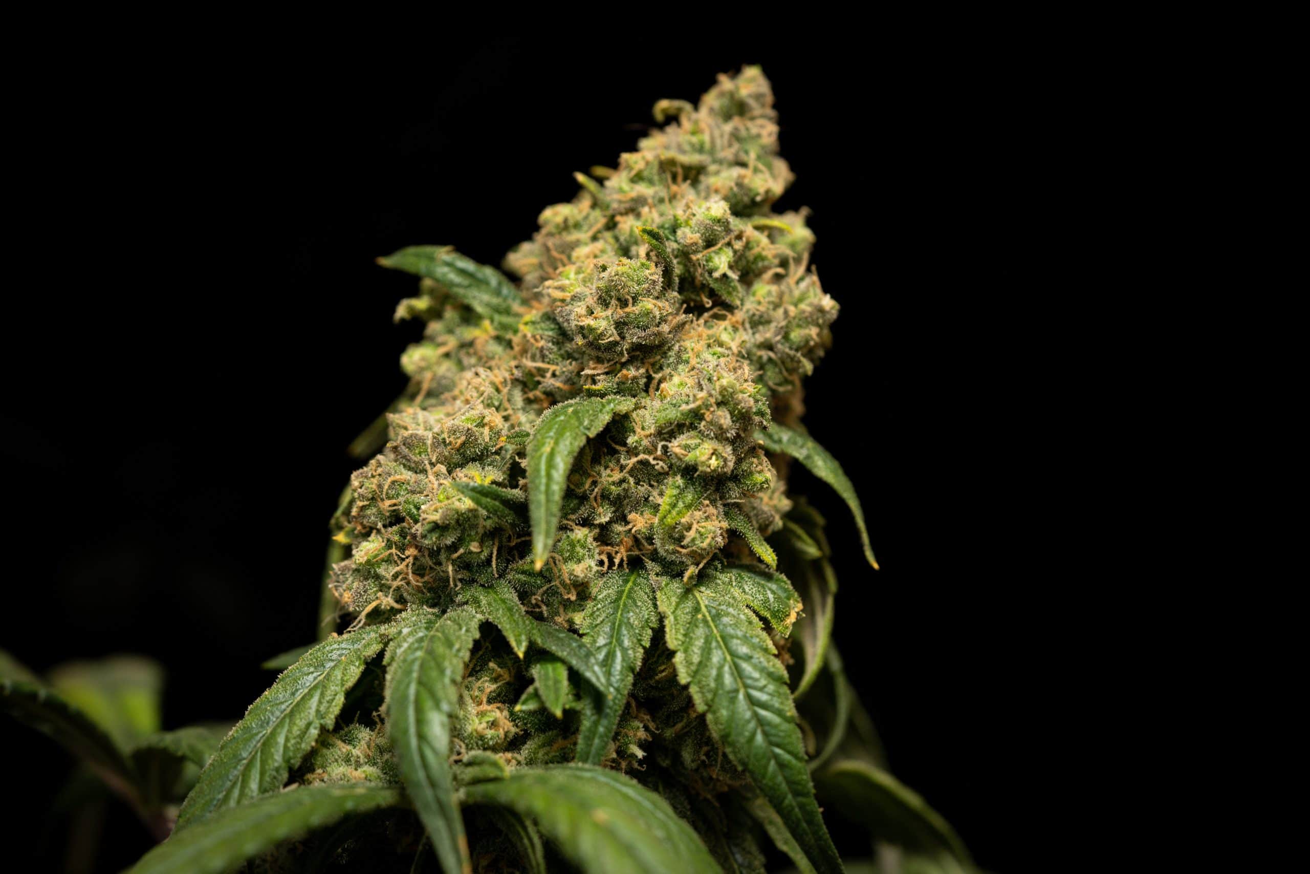 Sour Chem Dubb