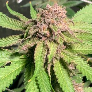 Sour Punch