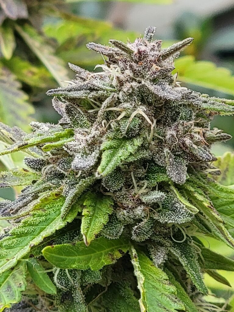 Stank breath