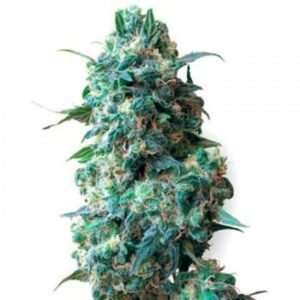Afghan #1