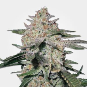Northern Lights #5