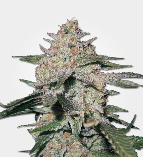 northen-lights-#5-cannabis-strain