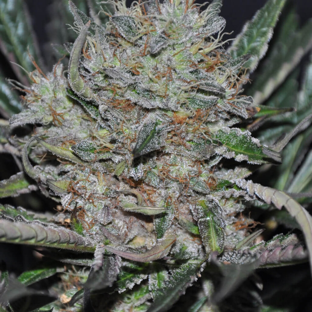 Sour Cookies