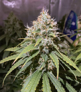 Alien OG