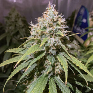 Alien OG