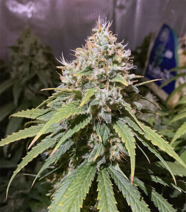 Alien OG