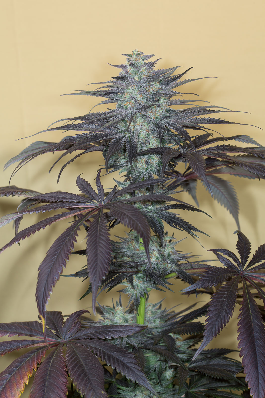 Bubba kush