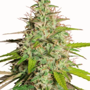Girl Scout Cookies