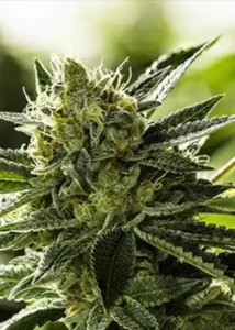 Goji OG
