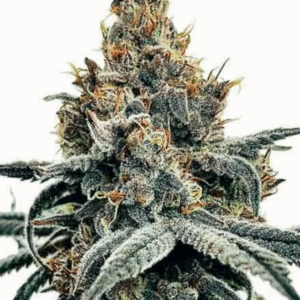 Sundae Driver