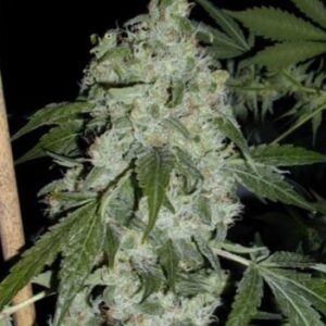 superglue