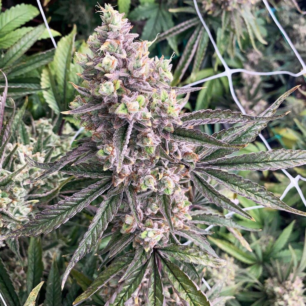Tahoe OG