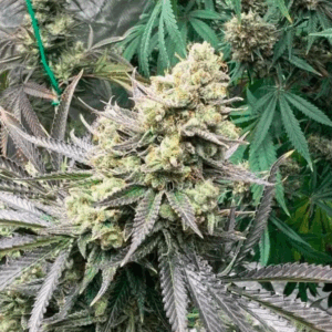 White_Truffles_Strain White Truffles