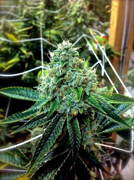 True OG