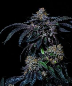 Acai Sherbert