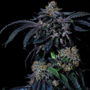 Acai Sherbert