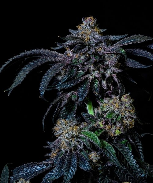 Image of Acai Sherbert