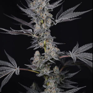 Cookie Wreck