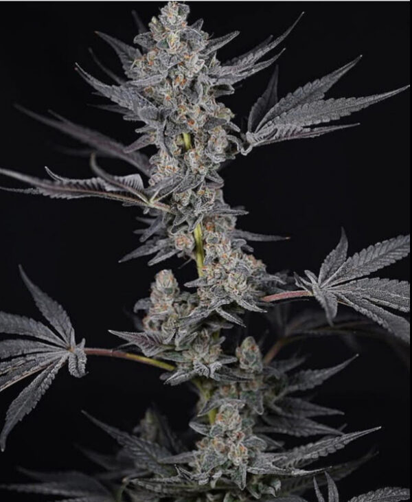 Cookie Wreck