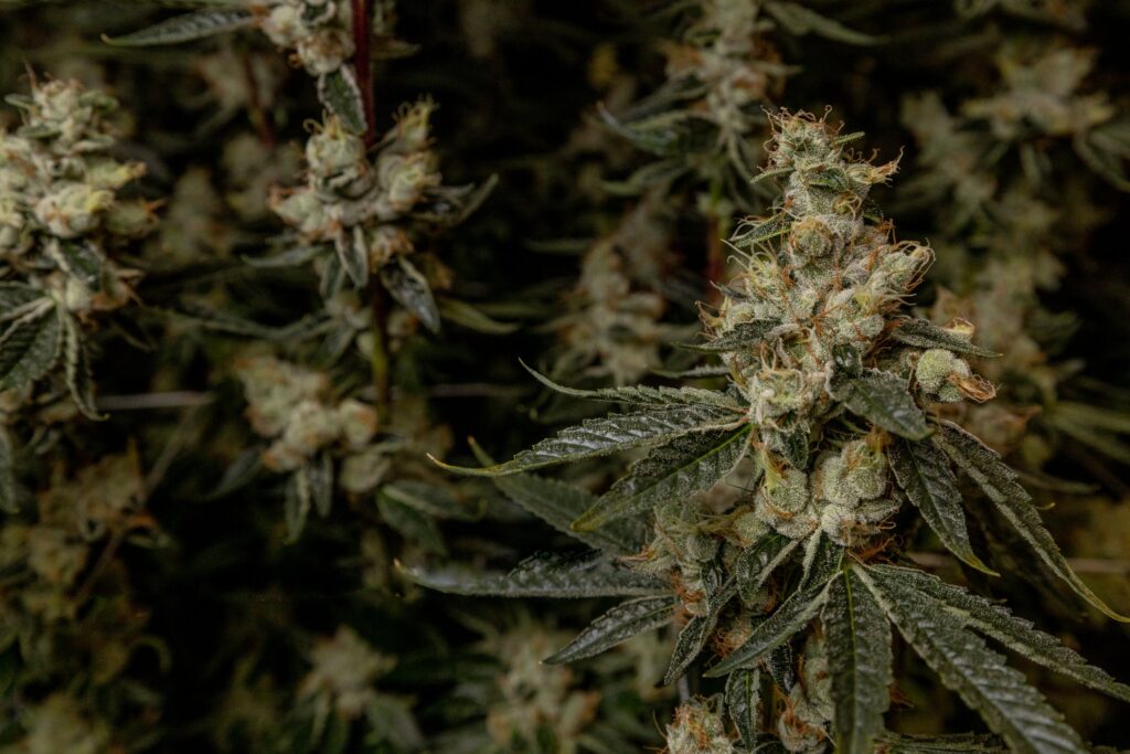 Cookies & Chem