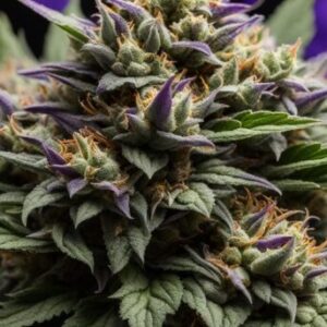 Dosilato Strain